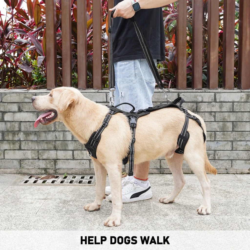 Adjustable straps on the Beauhound Mobility Lift Harness