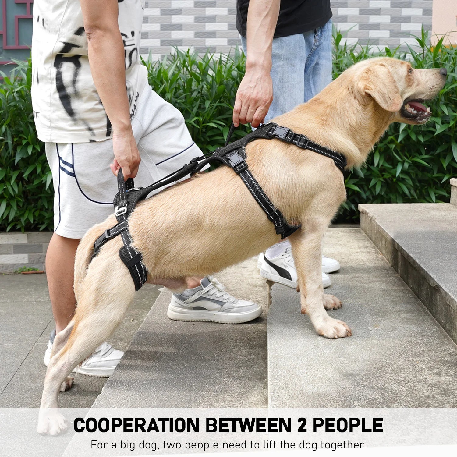 Owner gently lifting a dog using the Beauhound Mobility Lift Harness