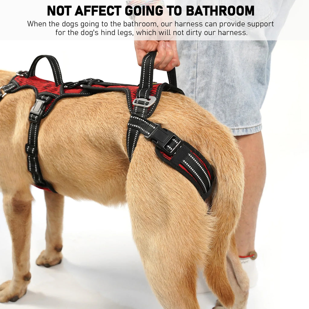 Senior dog standing with support from the Beauhound Mobility Lift Harness